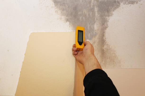 Best Mold Prevention Services  in Colorado City, AZ