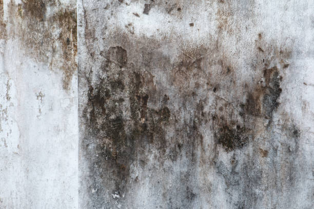 Best Mold Damage Restoration  in Colorado City, AZ