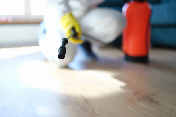 Best Attic Mold Removal  in Colorado City, AZ