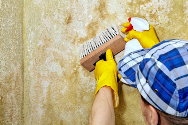 Best Mold Odor Removal Services  in Colorado City, AZ
