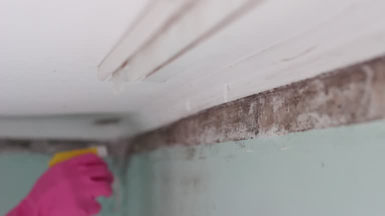 Best Commercial Mold Inspection  in Colorado City, AZ